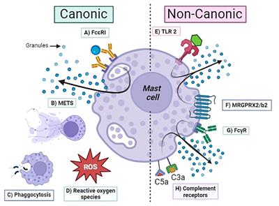 MASTer cell: chief immune modulator and inductor of antimicrobial immune response